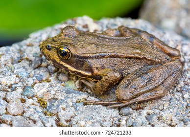 Pacific Chorus Tree Frog Of The Pacific Northwest Closeup Macro