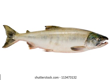 Pacific Chum Salmon, Fresh Caught Mature Male.