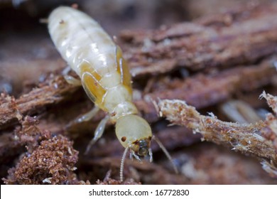 Pacific Coast Termite Worker 260nw 16772830 