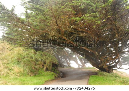 Pacific coast tree in fog with winding road at Point Reyes, California