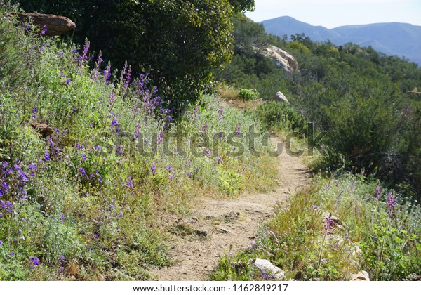 Pacific Crest Trail with desert flowers in\
southern California