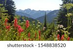 Pacific Crest trail washington summer holiday mountain with flowers