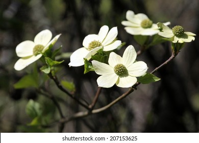 Pacific Dogwood In Bloom