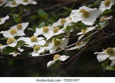 Pacific DogWood Yosemite