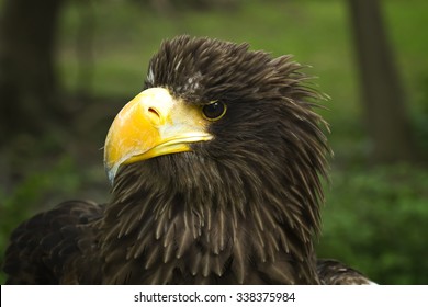Pacific Eagle or White-shouldered Eagle - Shutterstock ID 338375984