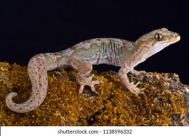 The Pacific gecko (Dactylocnemis pacificus) is a gecko endemic to the North Island of New Zealand.