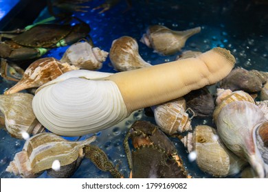 Pacific Geoduck Clam In In Restaurant Aquarium.