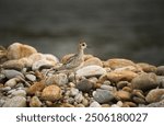 Pacific Golden Plover at Bumdeling Wildlife Sanctuary, Trashi Yangtse, Bhutan