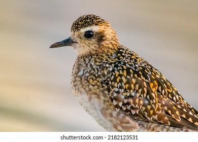 Pacific Golden Plover At Dusk Near Honolulu Hawaii