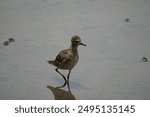 The Pacific Golden Plover (Pluvialis fulva), also known as the American Golden Plover, is a migratory bird species in the plover family, Charadriidae.