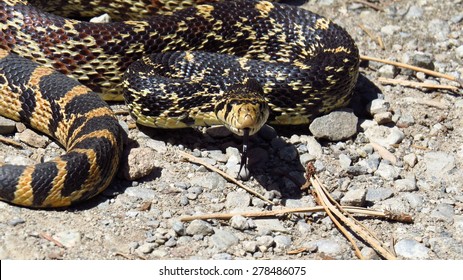 Pacific Gopher Snake