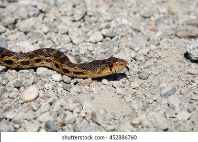 Pacific Gopher Snake, Bay Trail, California