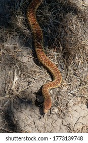 Pacific Gopher Snake Exploring Dry Grass, Hunting