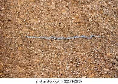 Pacific gopher snake (Pituophis catenifer catenifer) slithers on the ground.