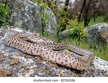 Pacific Gopher Snake, Pituophis Catenifer