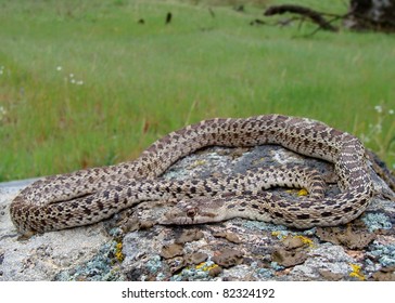 Pacific Gopher Snake, Pituophis Catenifer