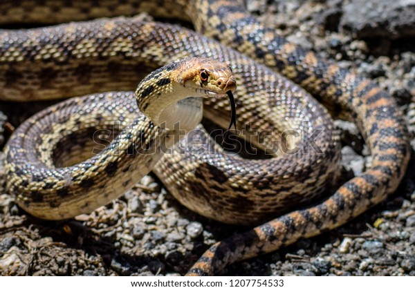 Pacific Gopher Snake Pituophis Catenifer Poised Stock Photo Edit