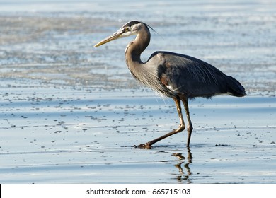 52,977 Great blue heron Images, Stock Photos & Vectors | Shutterstock