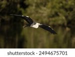 Pacific heron (Ardea pacifica) is a large, long-legged bird with the long neck, small head and pointed bill, in flight displaying its win span, with a defused background in Queensland,Australia.