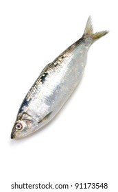 Pacific Herring