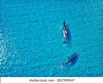 Pacific Humpback Whales Off The Shore Of Maui, Hawai’i