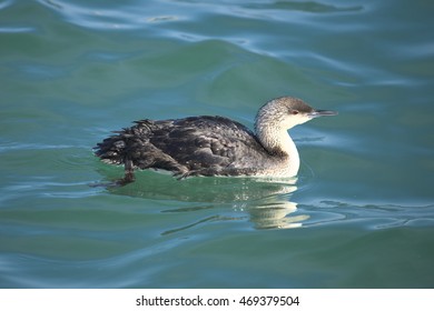 Pacific Loon