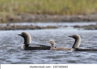 Pacific Loon Or Pacific Diver With A Young Chick In Arctic Waters, Near Arviat Nunavut, Canada