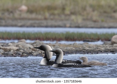 Pacific Loon Or Pacific Diver With A Young Chick In Arctic Waters, Near Arviat Nunavut, Canada