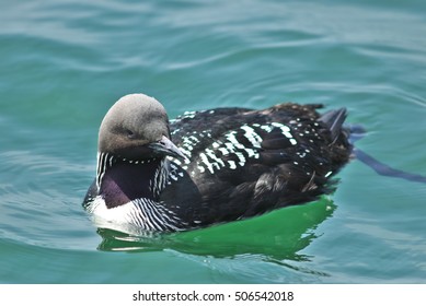 Pacific Loon(Gavia Pacifica)