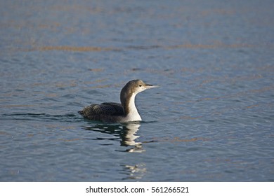 Pacific Loon(Gavia Pacifica)