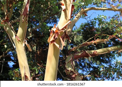 Pacific Madrone Tree Sheds It's Bark