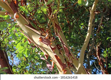 Pacific Madrone Tree Sheds It's Bark