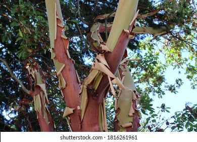 Pacific Madrone Tree Sheds It's Bark