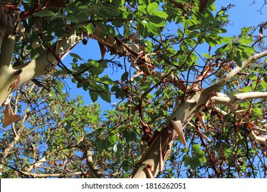 Pacific Madrone Tree Sheds It's Bark