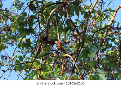 Pacific Madrone Tree Sheds It's Bark