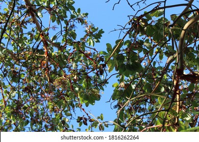 Pacific Madrone Tree Sheds It's Bark