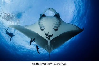 Pacific Manta Ray