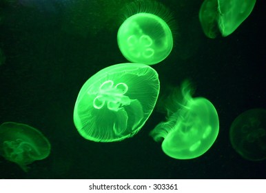 4,431 Green jelly fish Images, Stock Photos & Vectors | Shutterstock