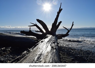 Pacific North West Driftwood Canada BC