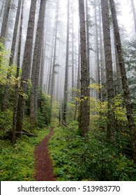 Pacific Northwest Forest