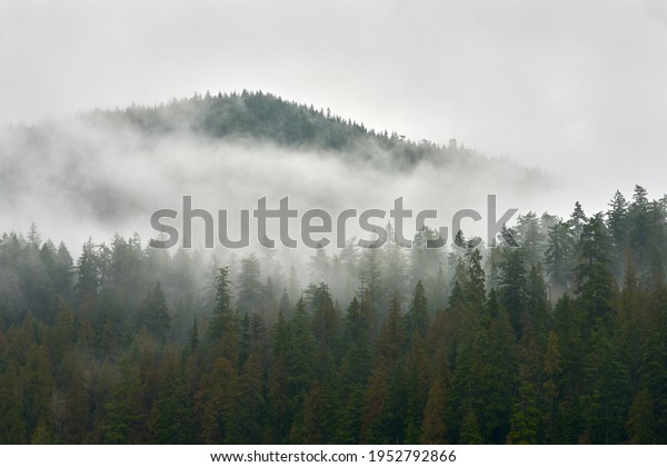 Pacific Northwest Forest Mist. A lush, temperate\
rainforest mountainside of the Pacific Northwest. \
\
             \
                