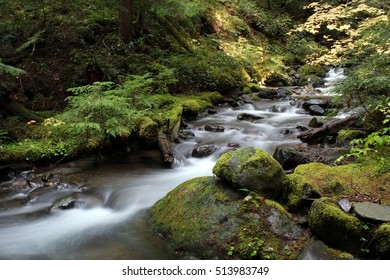 Pacific Northwest Forest Stream