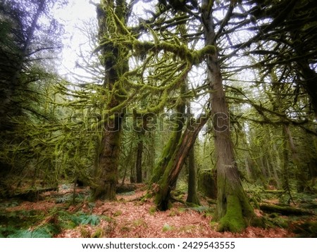 pacific northwest forest trail in spring