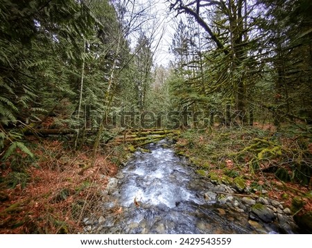 pacific northwest forest trail in spring