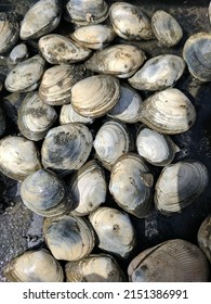 Pacific Northwest Local Clams, Washington State, At The Evergreen State College Beach In Olympia. 