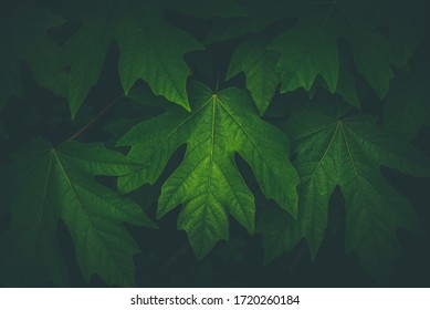 Pacific Northwest Spring Greens In A Dark Forest