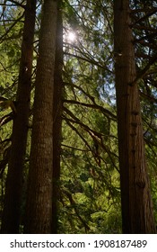  Pacific Northwest Tall Trees In Forest. Tall Trees In A Lush Temperate Rainforest Of The Pacific Northwest.
 
                              