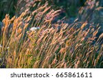 Pacific Ocean grasslands with setting sun in Western Washington