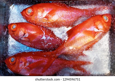 Pacific Ocean Perch (Sebastes Alutus) / Red Bream In Ice In Tsukiji Fish Market, Tokyo