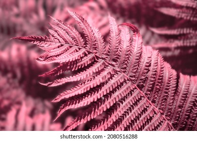 Pacific Pink trending color fern background  - Shutterstock ID 2080516288